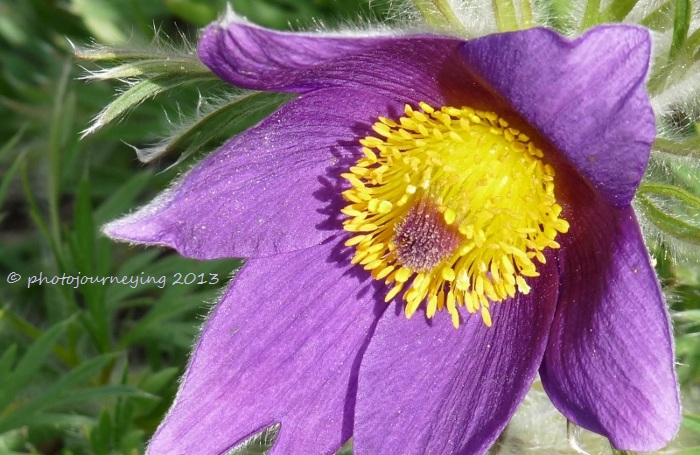 Pasque Flower, aka Prairie Crocus - blowing in the wind