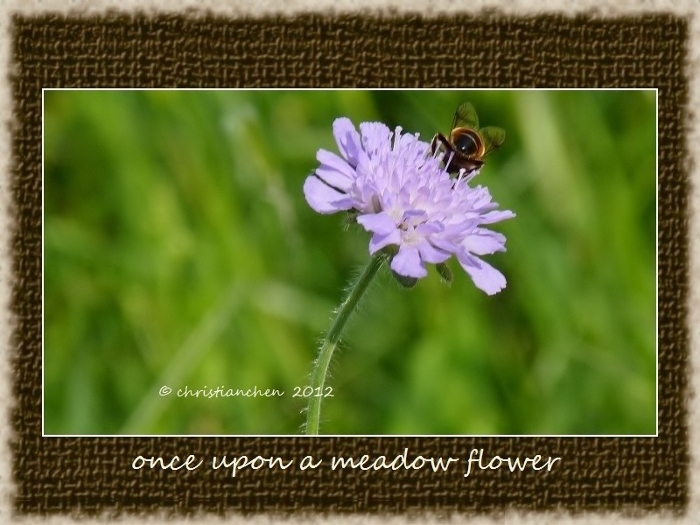 06 once upon a meadow flower